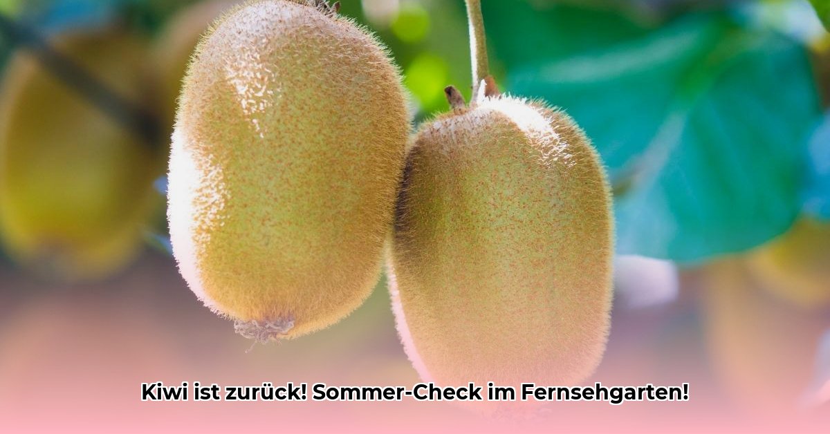 kiwi-fernsehgarten